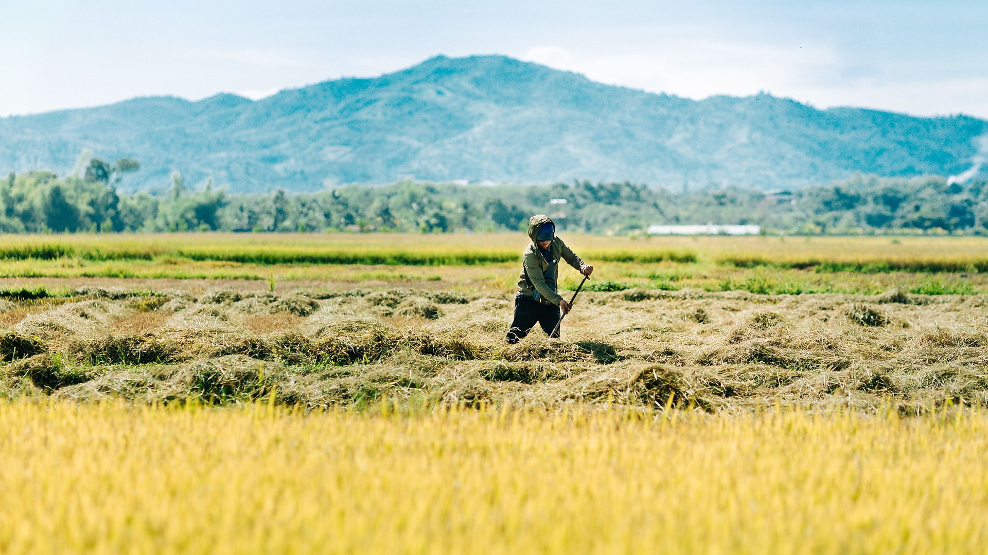 Farm worker in a field with mountains in the background